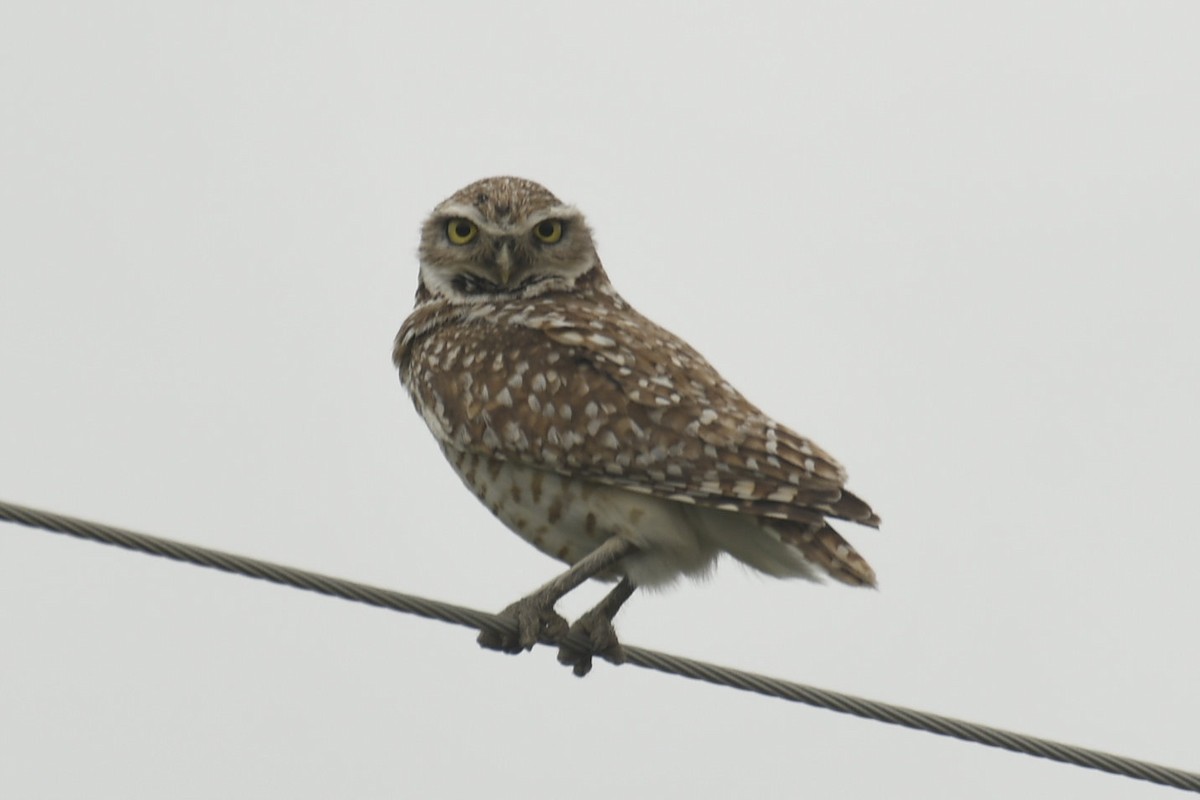 Burrowing Owl - ML636925752