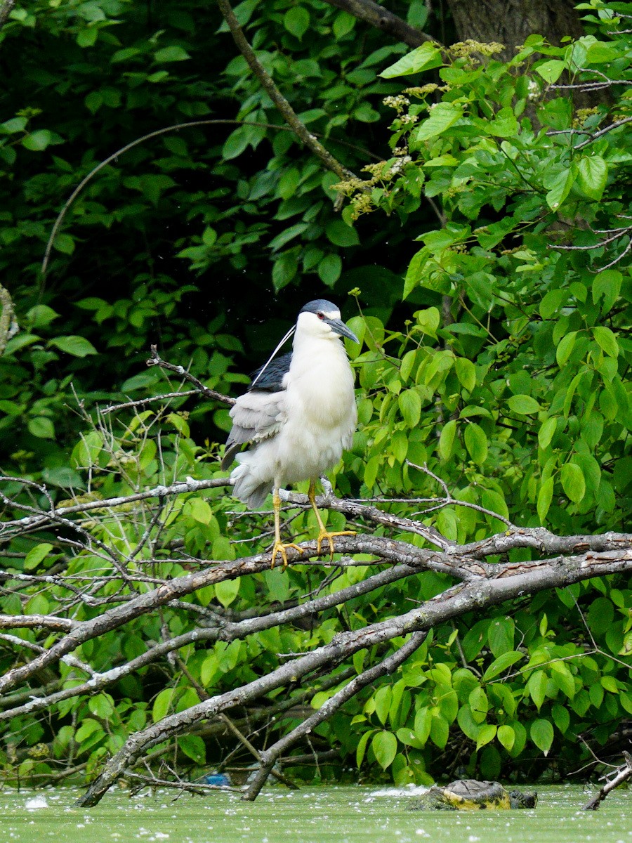 Black-crowned Night Heron - ML636925756