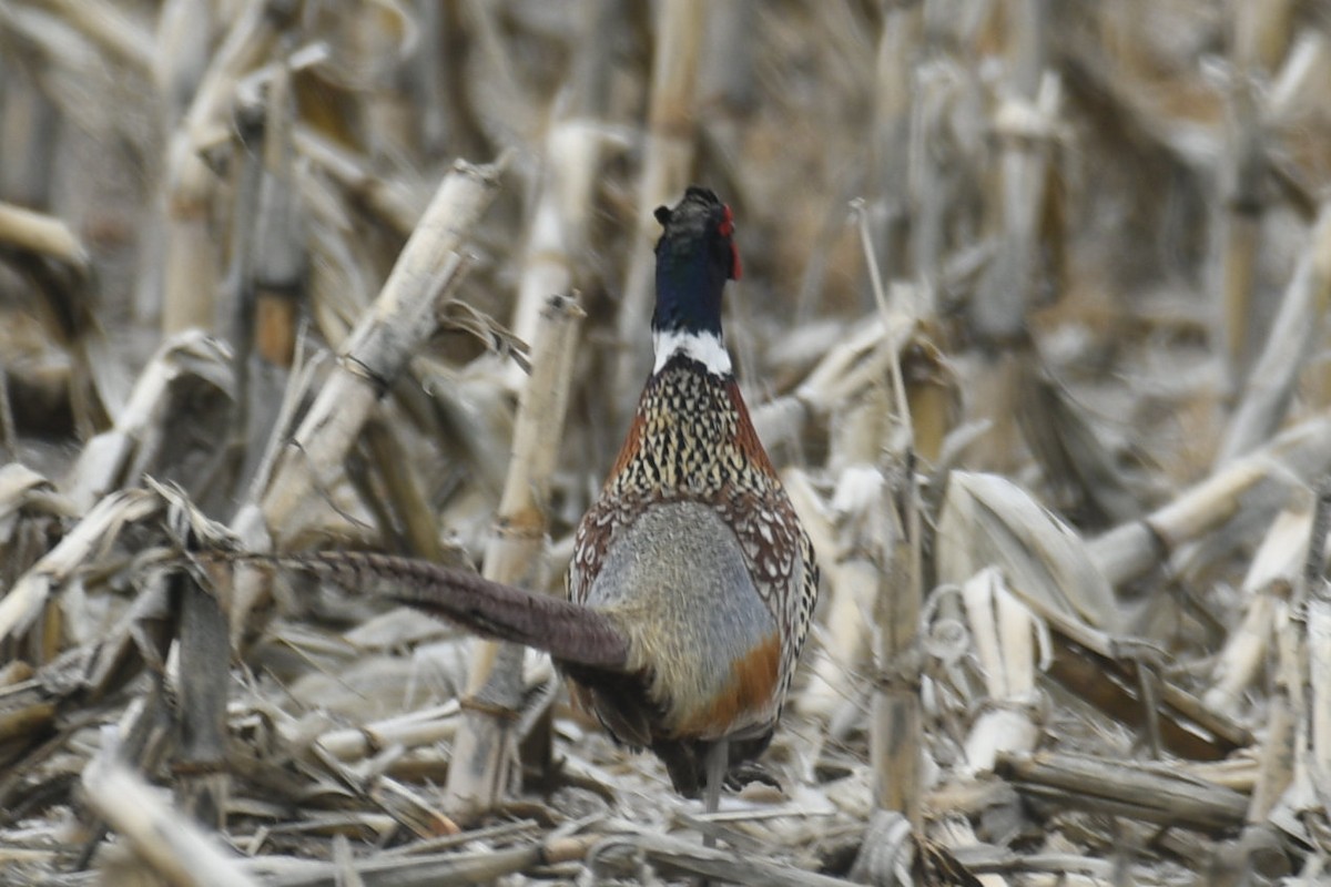 Ring-necked Pheasant - ML636925758