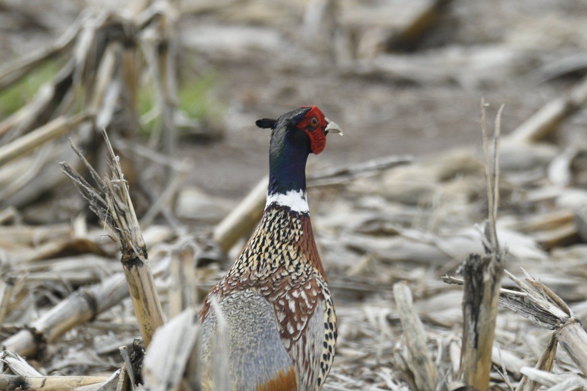 Ring-necked Pheasant - ML636925759