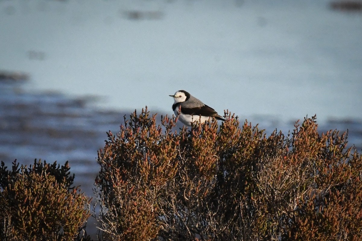 White-fronted Chat - ML636925768