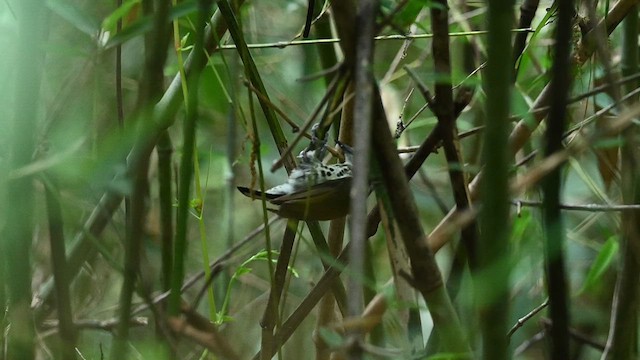 Speckled Piculet - ML636925776