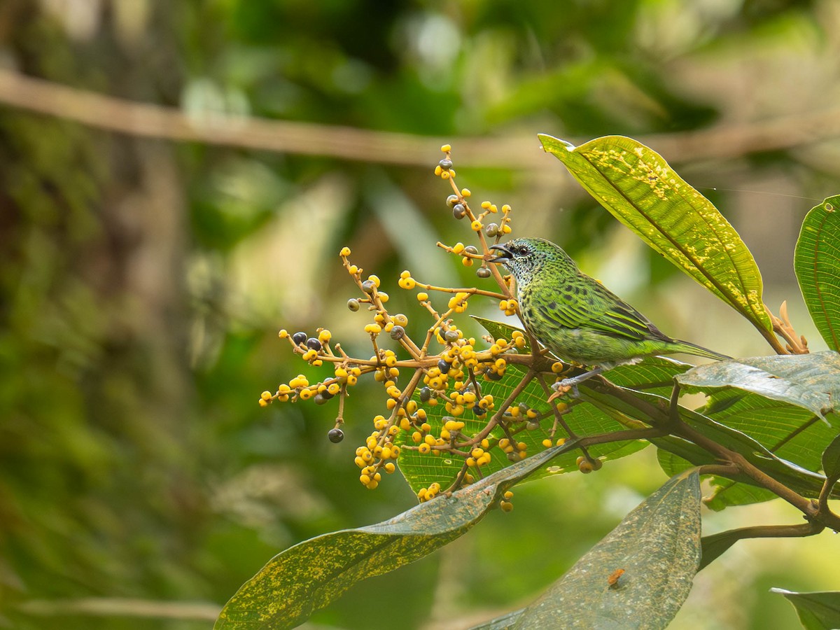 Spotted Tanager - ML636925885