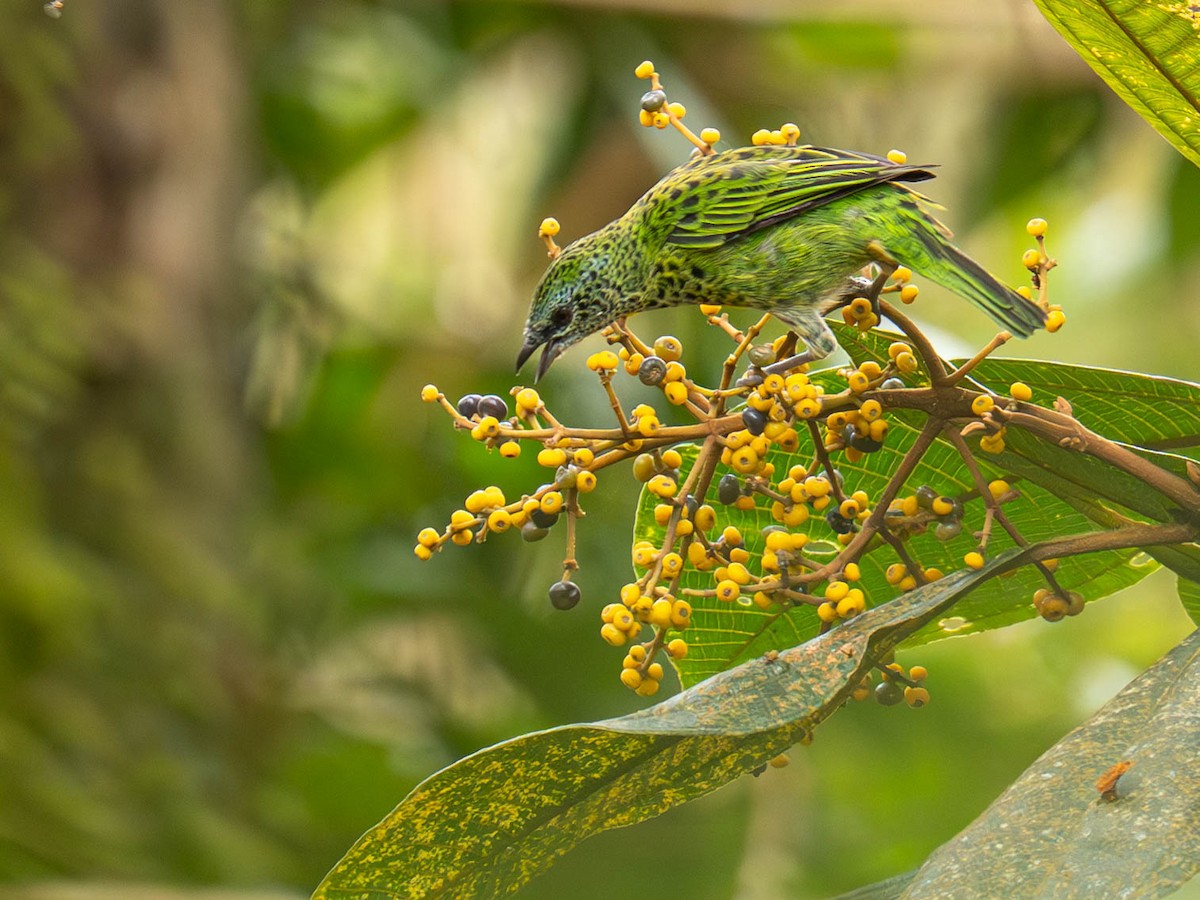Spotted Tanager - ML636925886