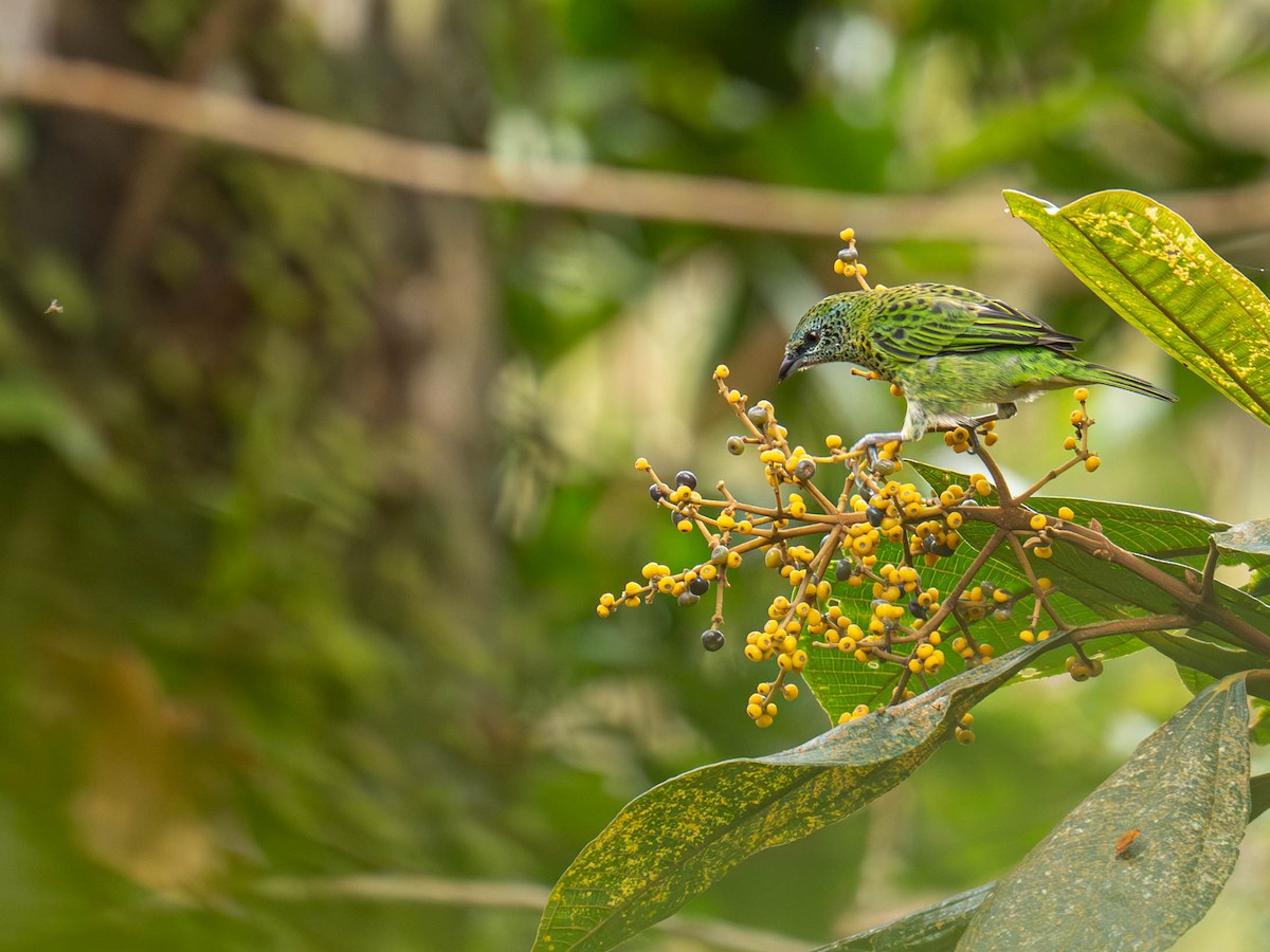 Spotted Tanager - ML636925887