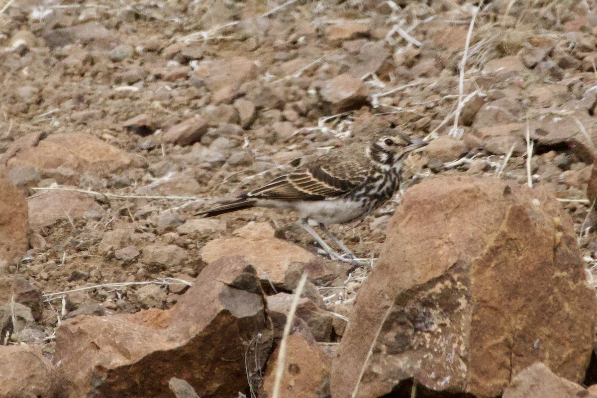 Dusky Lark - ML636925961