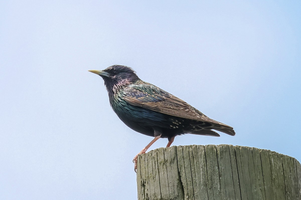 Arabazozo pikarta - ML636926022