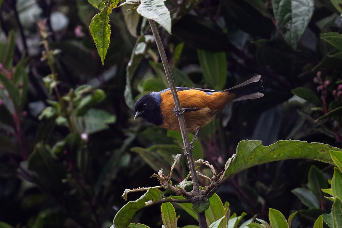Blue-backed Conebill - ML636926048