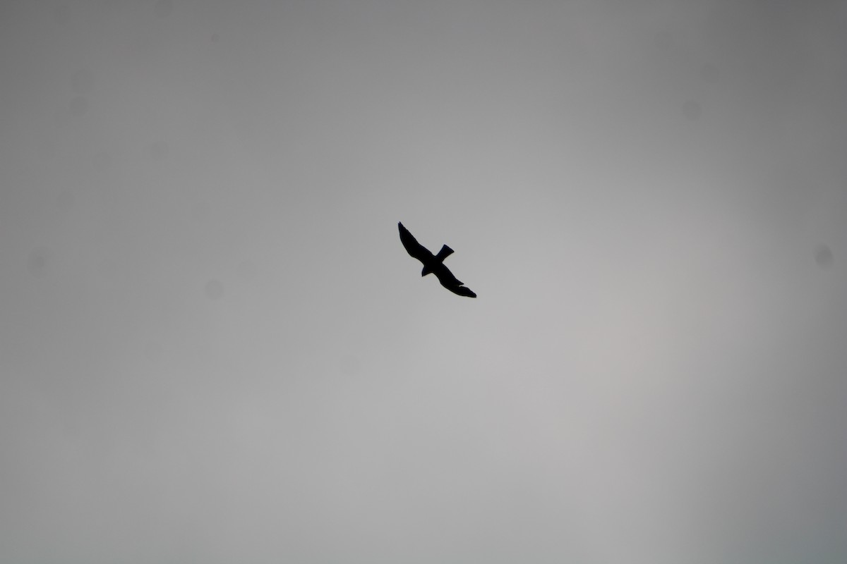 Mississippi Kite - ML636926058