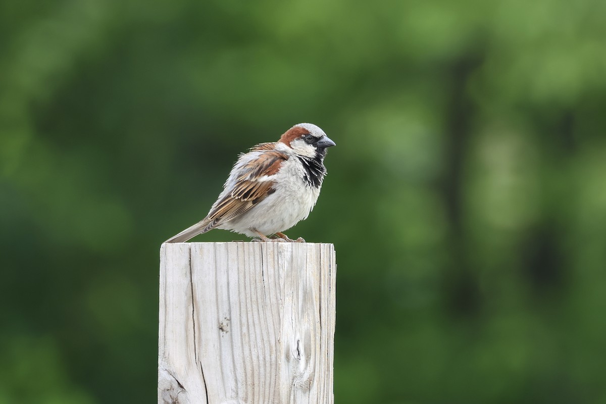 Оронгийн бор шувуу - ML636926111