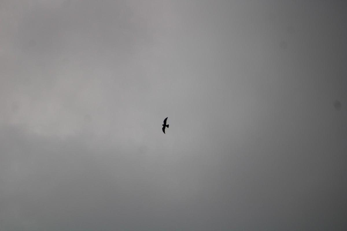 Mississippi Kite - ML636926116