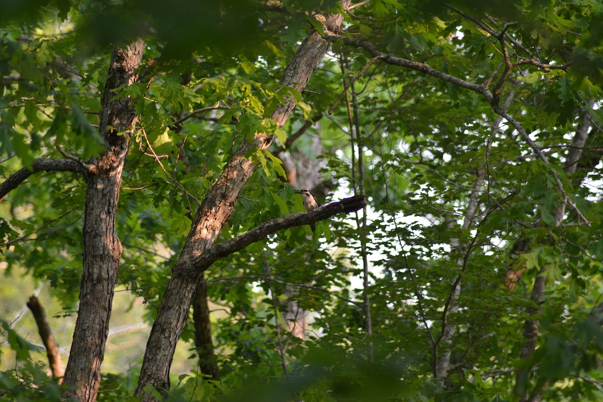 Hairy Woodpecker - ML636926134