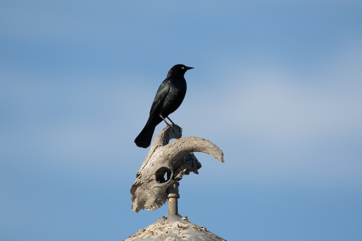 Brewer's Blackbird - ML636926203