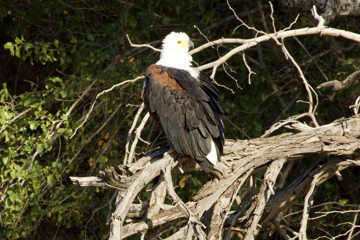 African Fish-Eagle - ML636926217