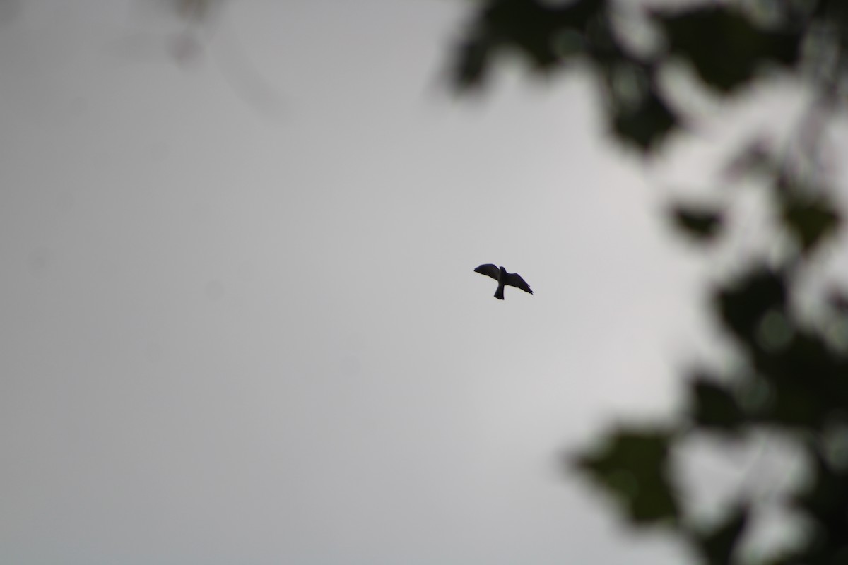 Mississippi Kite - ML636926276