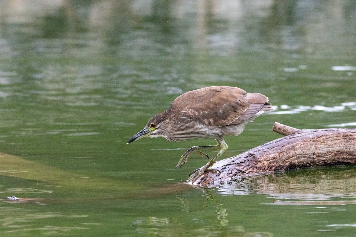 Black-crowned Night Heron - ML636926279
