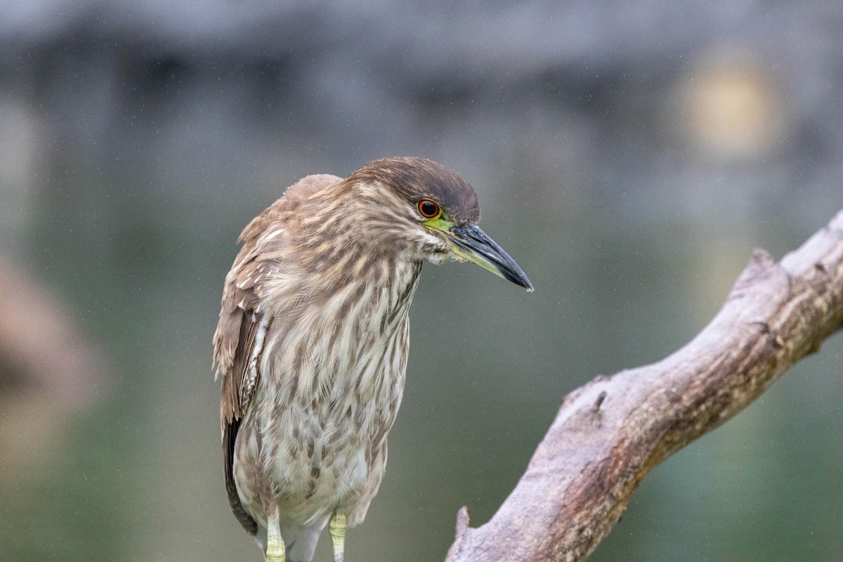 Black-crowned Night Heron - ML636926283