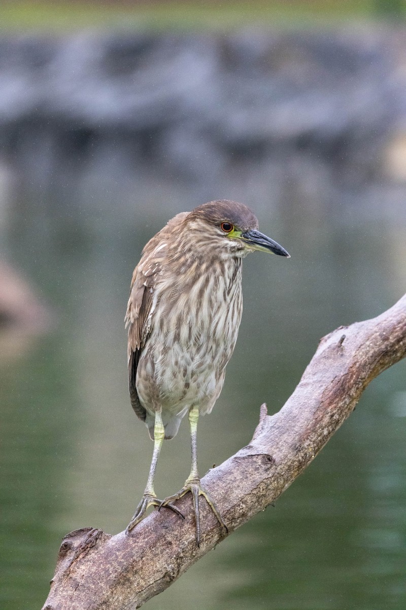 Black-crowned Night Heron - ML636926284