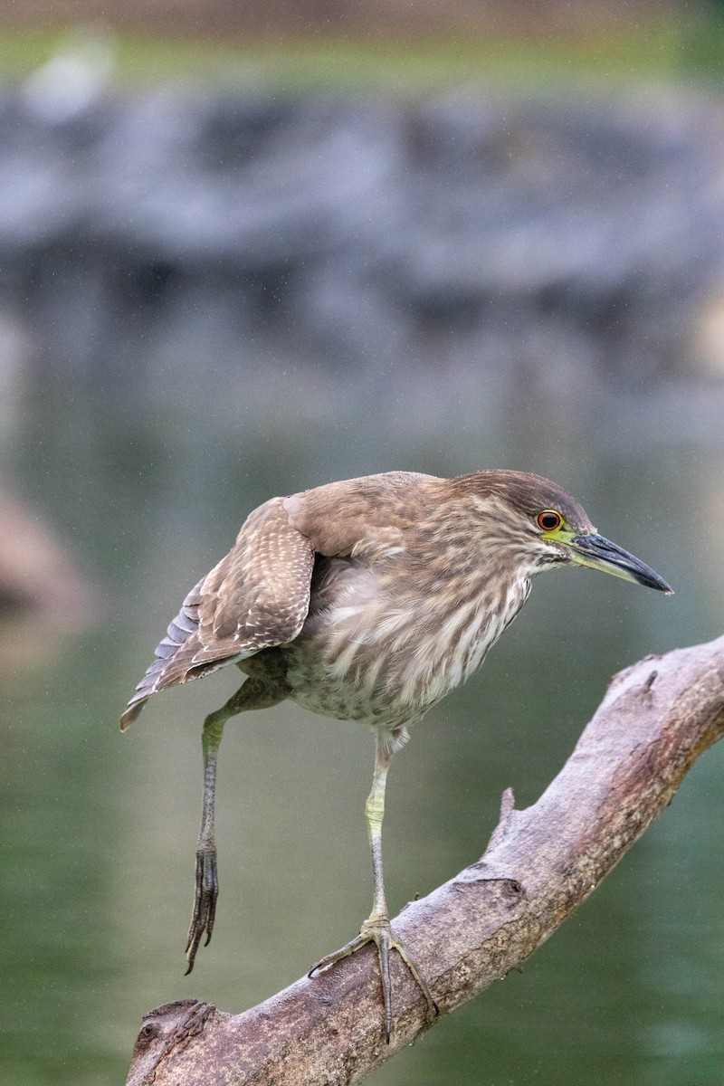 Black-crowned Night Heron - ML636926290