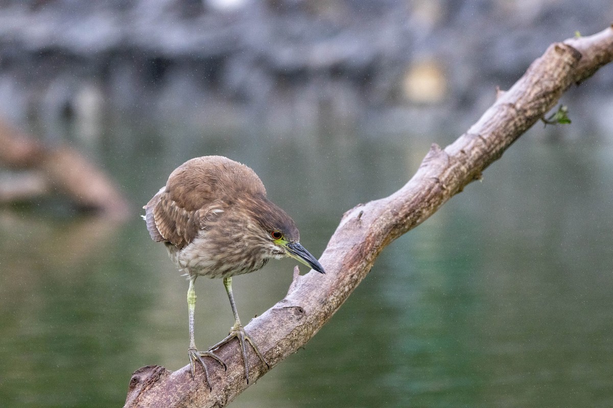 Black-crowned Night Heron - ML636926296