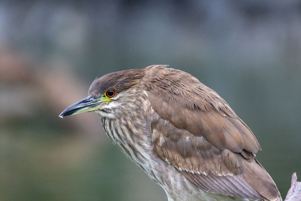 Black-crowned Night Heron - ML636926301