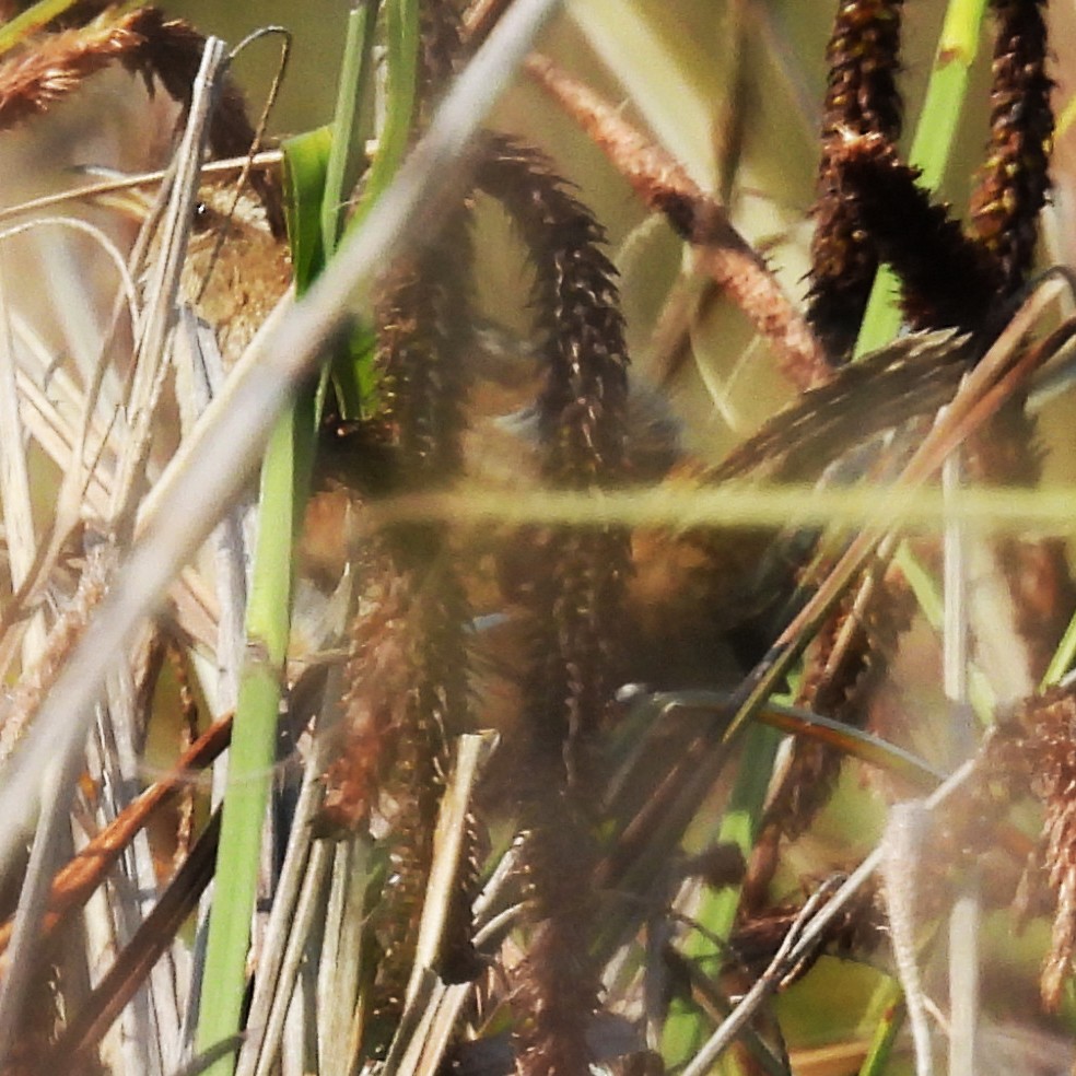 Marsh Wren - ML636926324