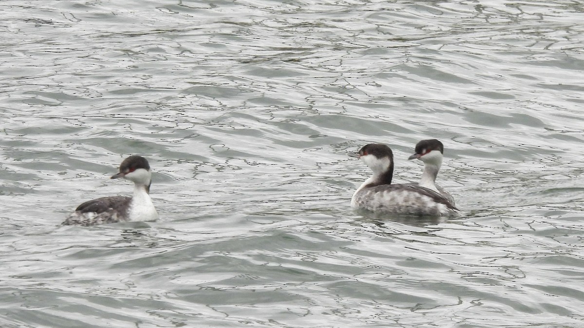 Horned Grebe - ML636926331