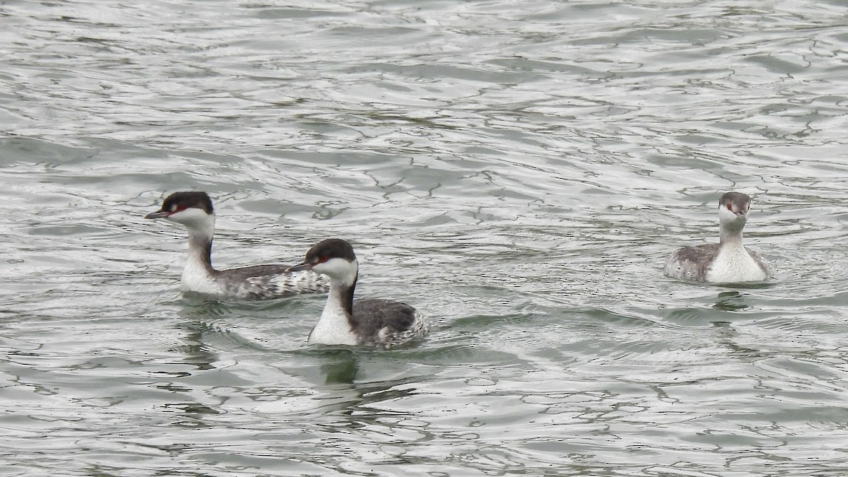 Horned Grebe - ML636926332