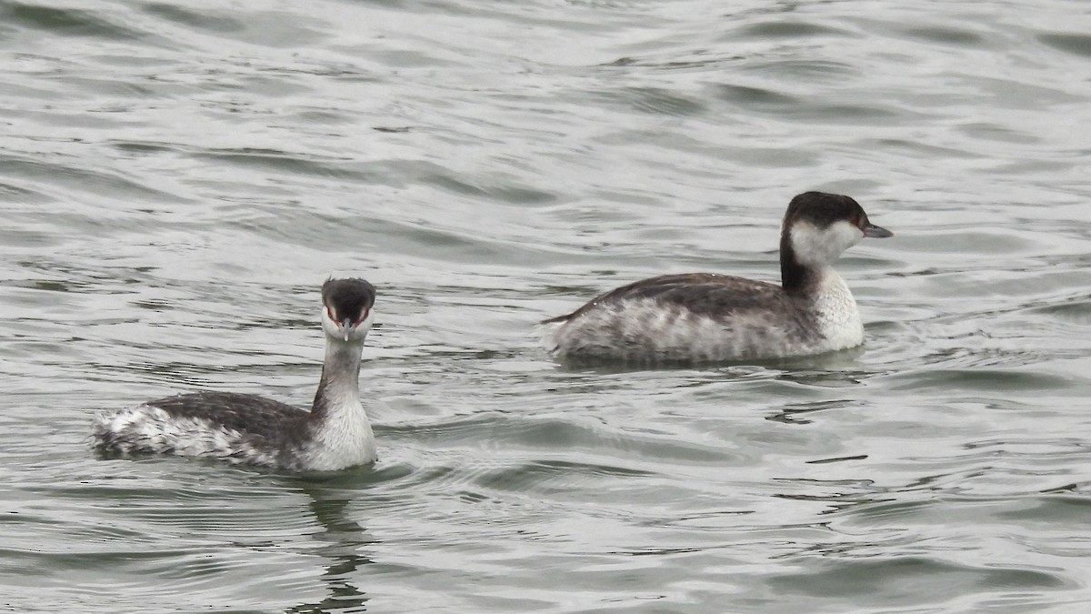 Horned Grebe - ML636926333