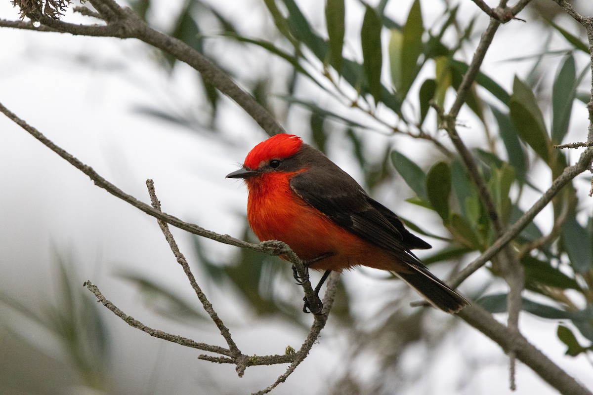 Vermilion Flycatcher - ML636926337