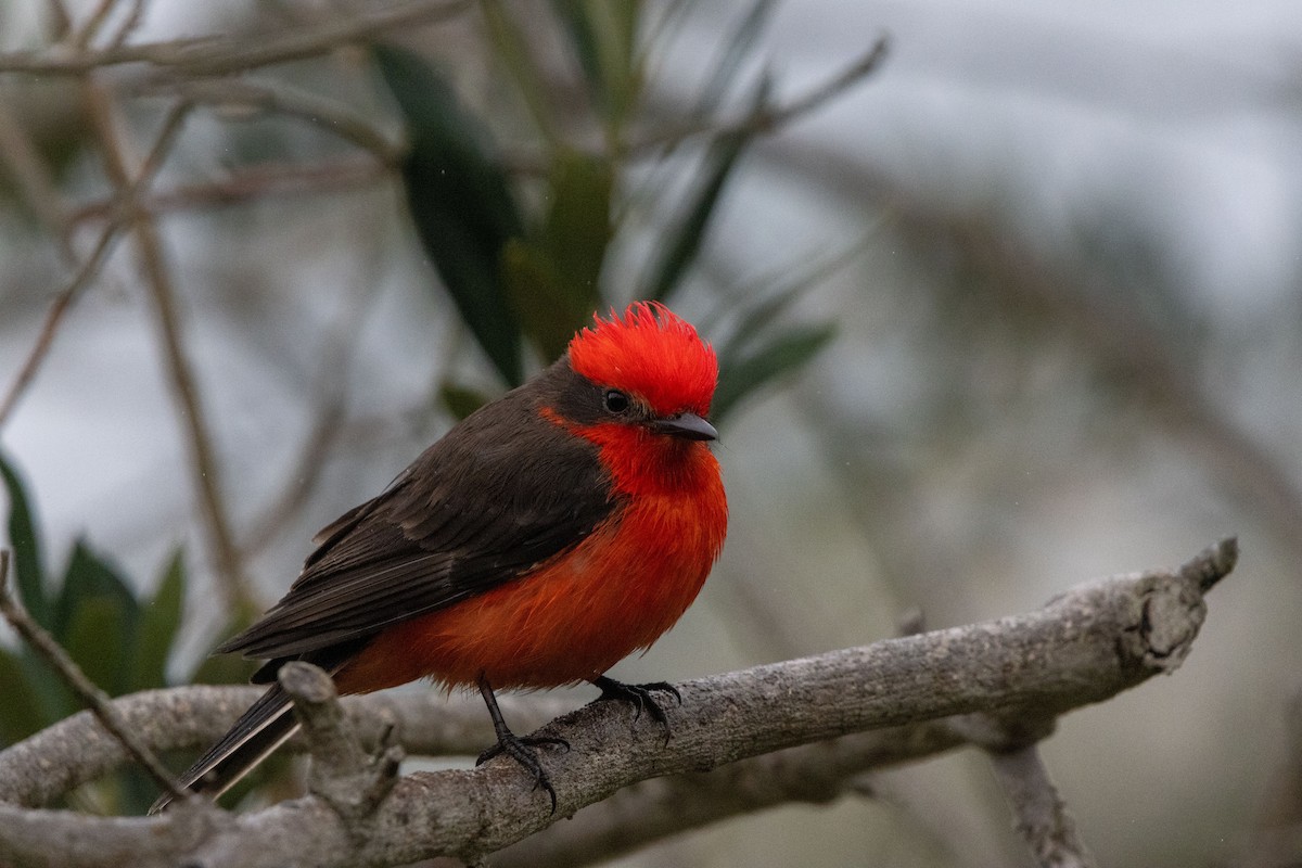 Vermilion Flycatcher - ML636926343