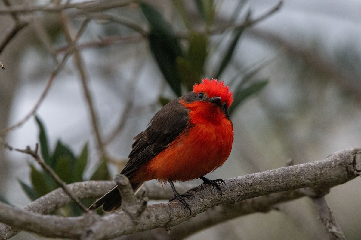 Vermilion Flycatcher - ML636926348