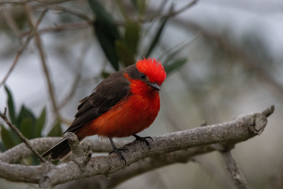 Vermilion Flycatcher - ML636926349