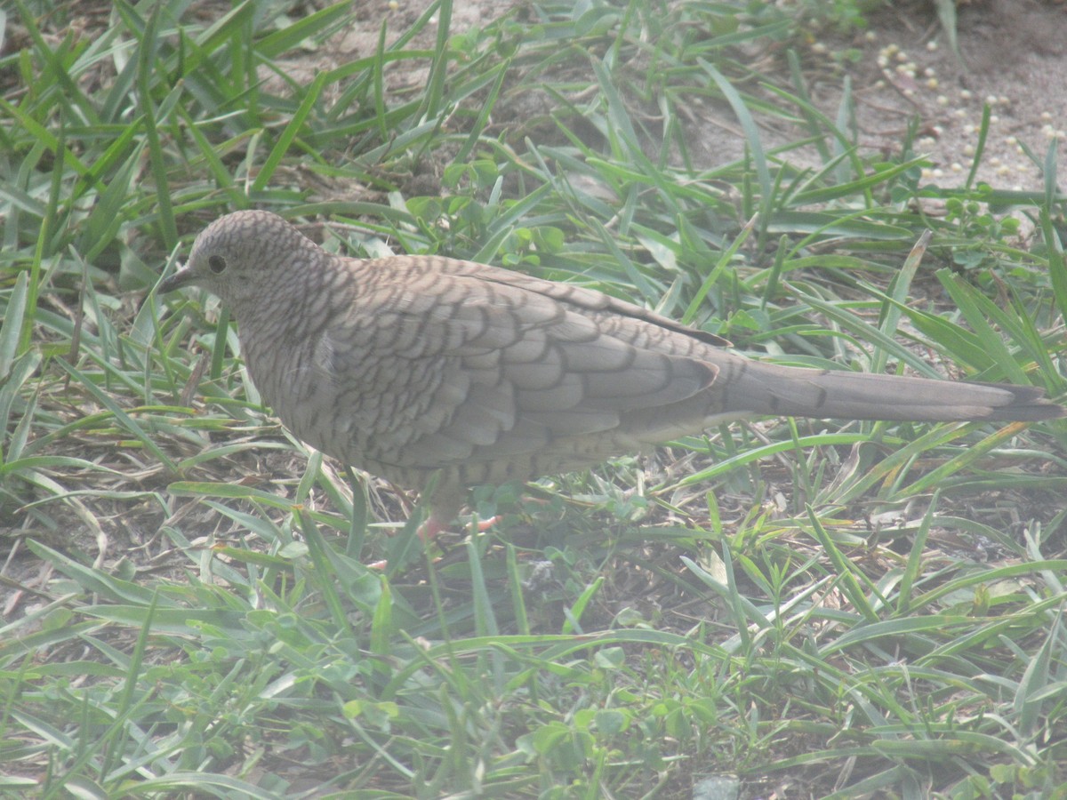 Inca Dove - ML636926449