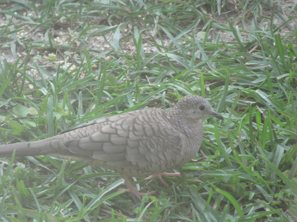 Inca Dove - ML636926469