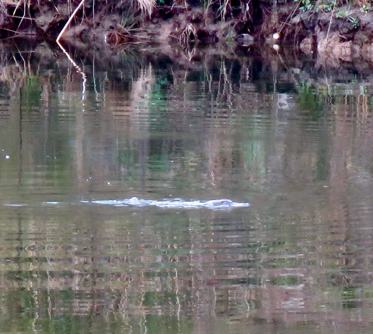 Animals - ML636926495