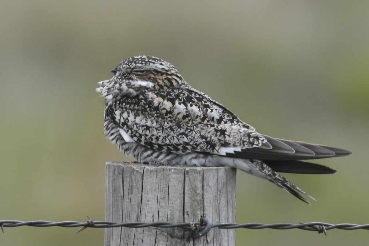 Common Nighthawk - ML636926513