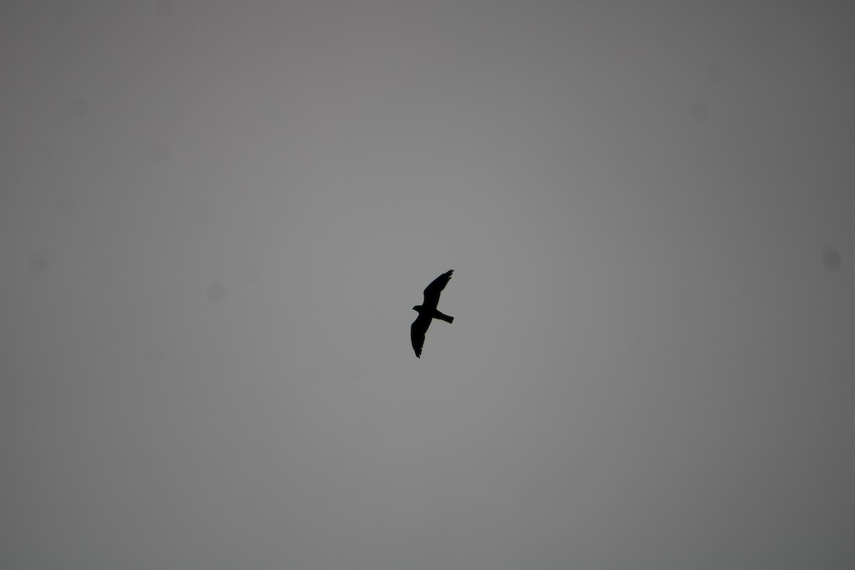 Mississippi Kite - ML636926515