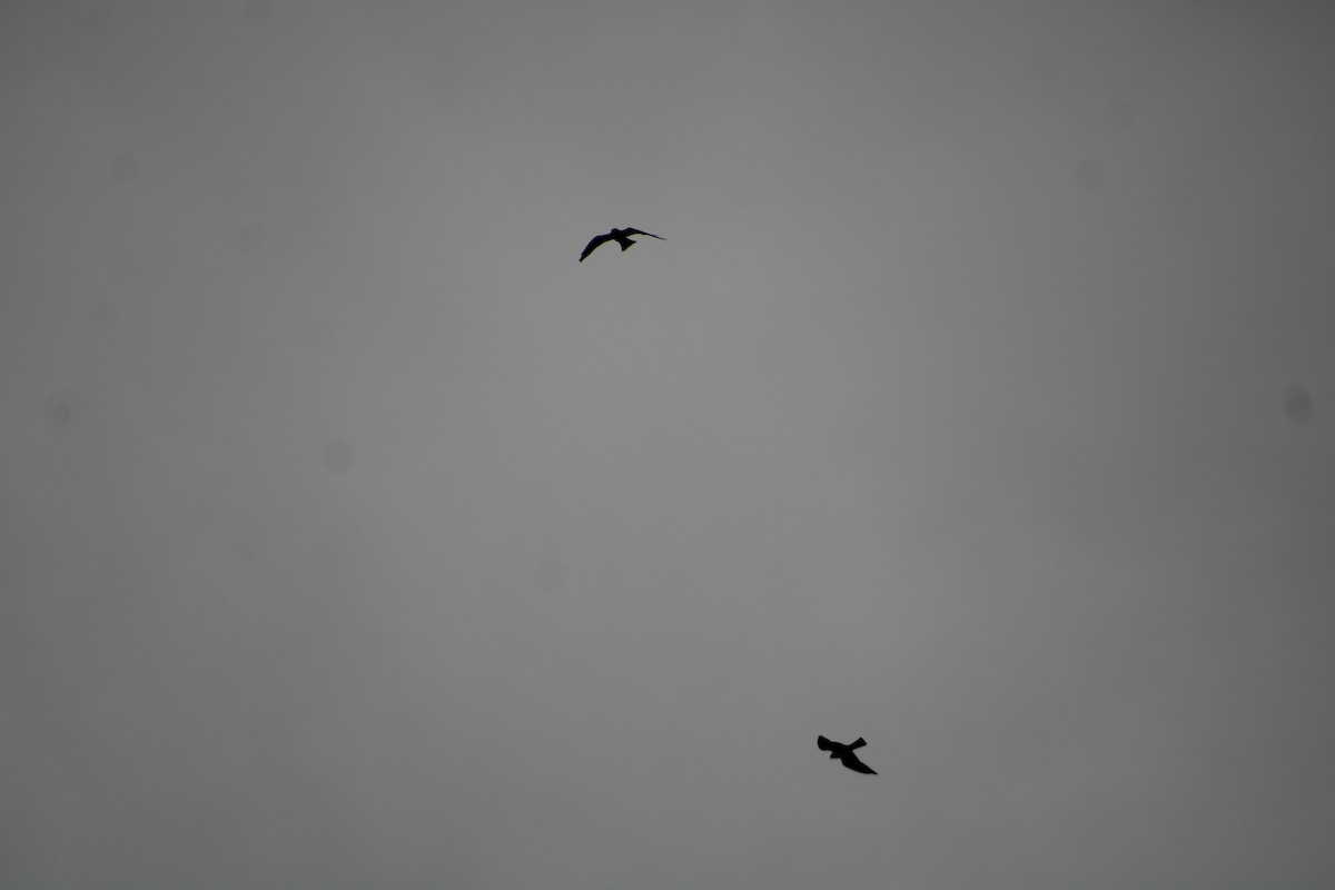 Mississippi Kite - ML636926546