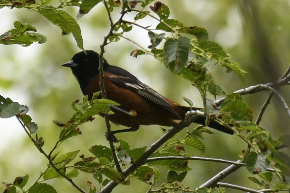 Orchard Oriole - ML636926565