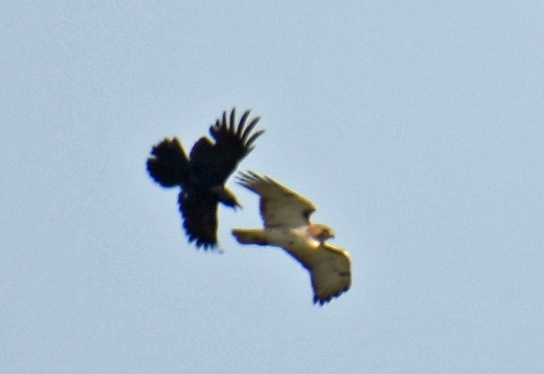 Red-tailed Hawk - ML636926585