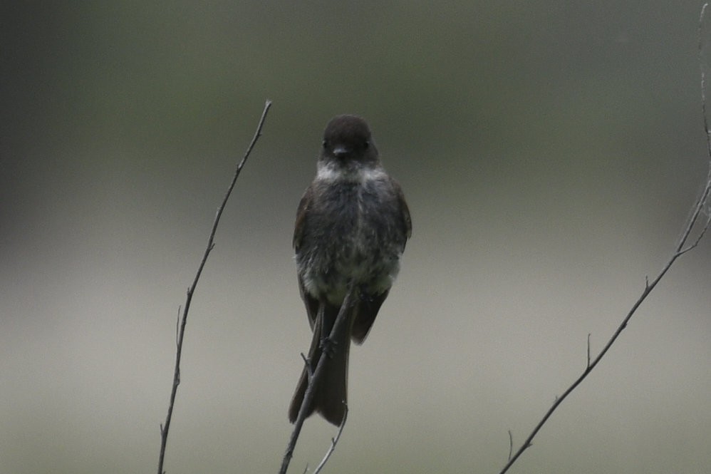 Eastern Phoebe - ML636926595
