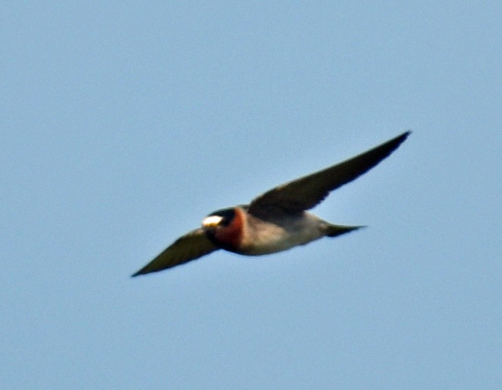 Cliff Swallow - ML636926597