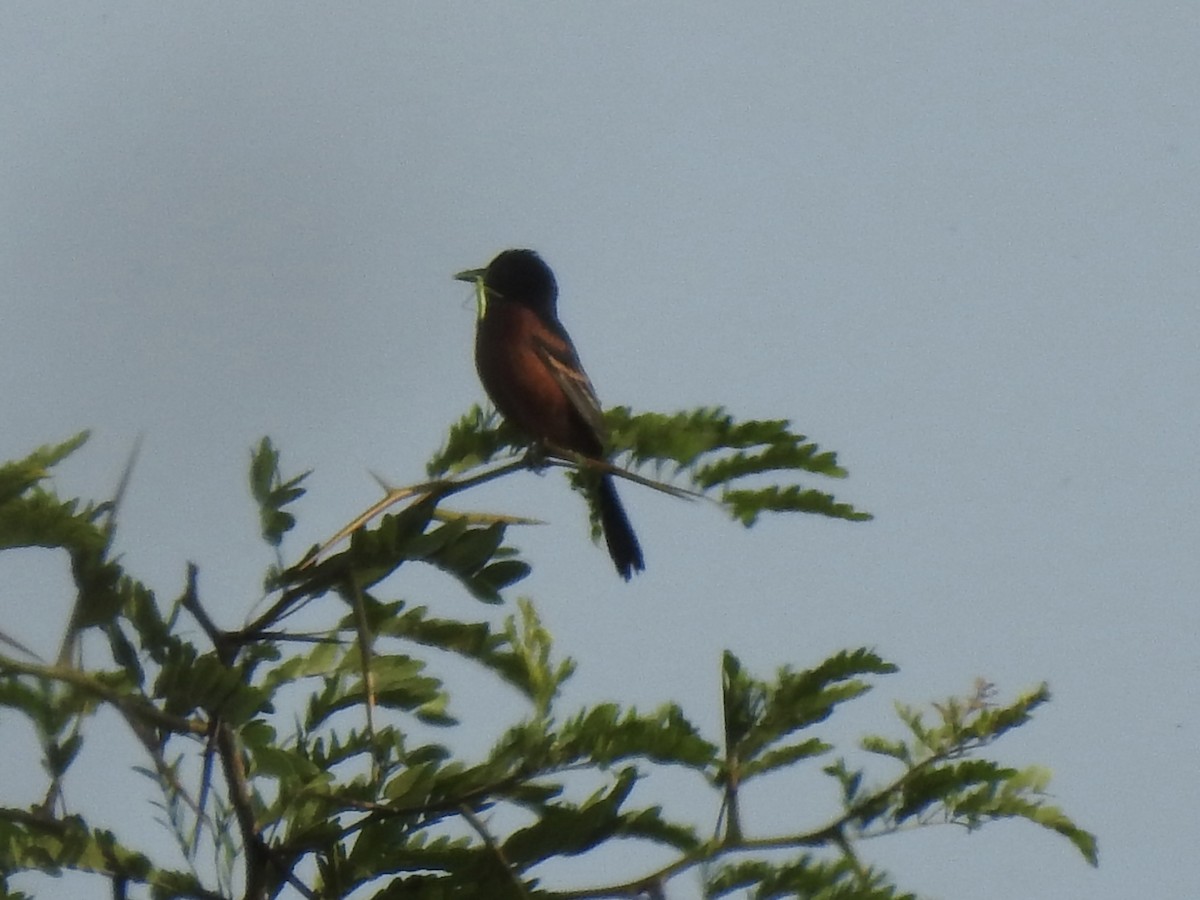 Orchard Oriole - ML636926604