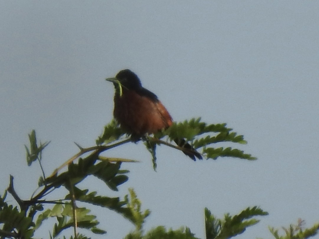 Orchard Oriole - ML636926605