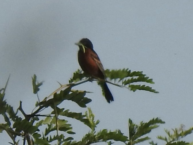 Orchard Oriole - ML636926606