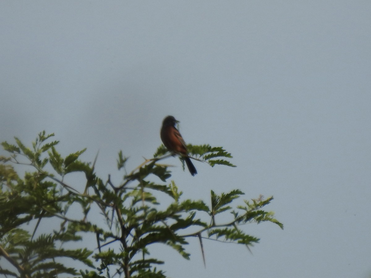 Orchard Oriole - ML636926607