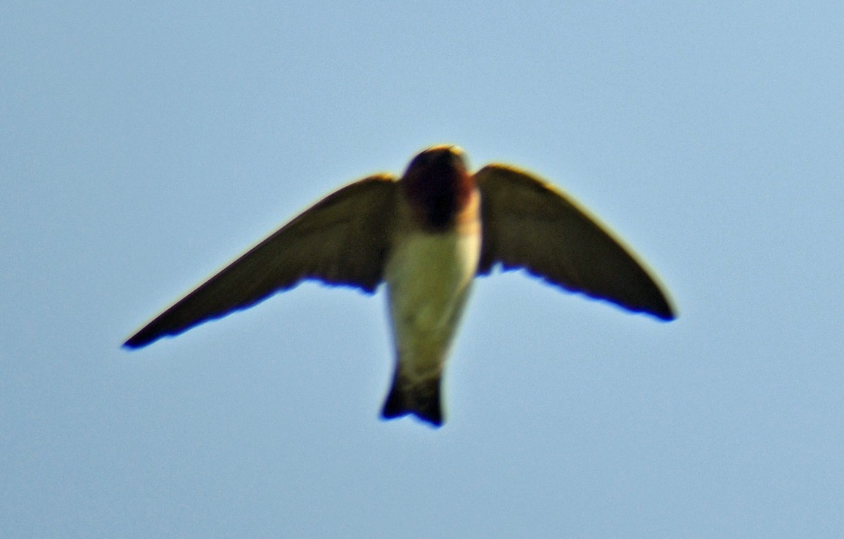 Cliff Swallow - ML636926610