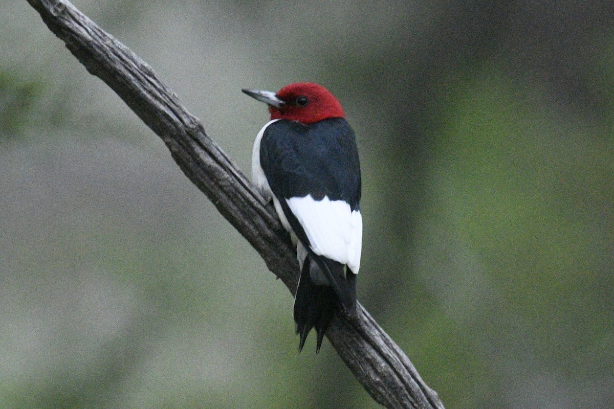 Red-headed Woodpecker - ML636926611