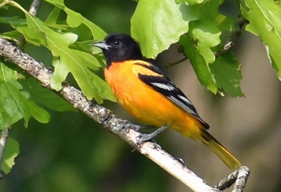 Baltimore Oriole - ML636926632